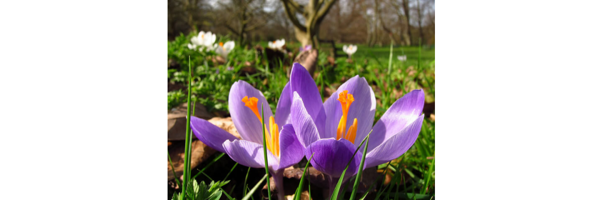 Winterschlaf adé! Gartenarbeit im März - Wenn der Frühling kommt &amp;#x1F338; Gartenvorbereitung