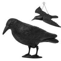 Pigeon Raven
